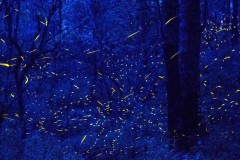 57 bức ảnh xuất sắc nhất 2017 do tạp chí National Geographic bình chọn