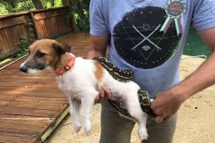 Bị dìm dưới nước, trăn buộc phải nhả chó cưng