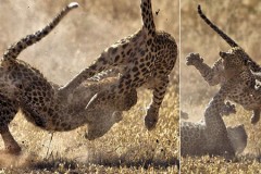 Cặp báo cái kịch chiến giành lãnh thổ