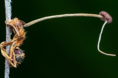 Nấm mọc dài sau khi biến kiến thành xác sống