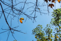 Sony RX100 V - Hình chụp rừng cao su thay lá ở Dầu Tiếng - Bình Dương