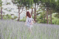 Thả hồn với 'cánh đồng hoa Lavender nước Pháp' thu nhỏ ở Đà Lạt
