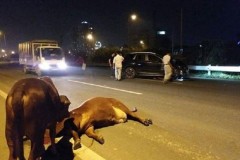 Hà Nội: Hoang mang vì bò "lạc" vào Đại lộ Thăng Long gây tai nạn