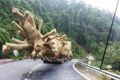 Bộ GTVT truy đường đi của xe chở cây