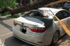 Cây phượng vĩ đổ đè bẹp xe Lexus giá 2,6 tỷ ở Hà Nội