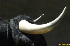 Giá Bitcoin dù ổn định nhưng không hoàn toàn lạc quan