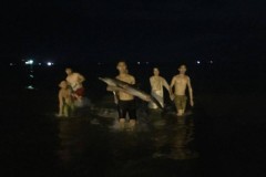 Hành trình sống sót kỳ diệu của chú cá heo bị thương được đưa từ Đà Nẵng vào Nha Trang