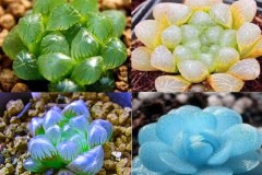 Kỹ thuật trồng cây sen đá kim cương mang may mắn, hút tài lộc