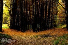 Tiền điện tử và Blockchain: Sự tất yếu phải chia đôi con đường?