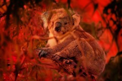 Chỉ trong 3 năm vừa qua, ⅓ số lượng cá thể Koala ở Úc đã biến mất