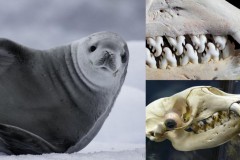 Hàm răng kỳ lạ của loài hải cẩu ăn cua