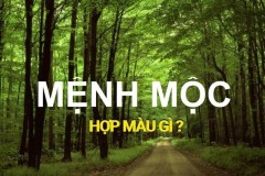 Mệnh mộc hợp màu xe gì?Chọn màu xe hợp mệnh mộc 2021