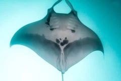 Các nhà khoa học khám phá quần thể cá đuối khổng lồ có thực