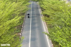 Cung đường mùa xuân tuyệt đẹp như một kiệt tác trong lòng Hà Nội