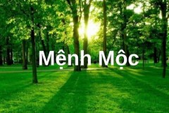 Mệnh Mộc hợp mệnh gì, khắc mệnh gì? Cách hút tài lộc cho mệnh Mộc