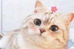 Tổng hợp 101+ ảnh meme mèo bựa, hài hước và đáng yêu nhất