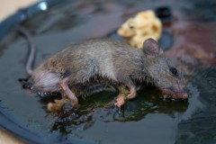 20 cách đuổi chuột vĩnh viễn khỏi nhà đơn giản, hiệu quả, an toàn