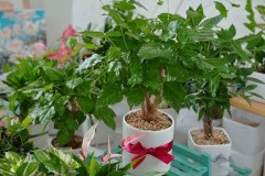 Cây hạnh phúc hợp tuổi gì? Mệnh gì? Ý nghĩa và cách trồng