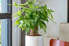 Cây kim ngân hợp tuổi gì? Mệnh gì? Ý nghĩa và cách trồng