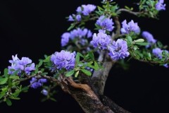 Cây linh sam hợp tuổi gì? Mệnh gì? Ý nghĩa và cách trồng