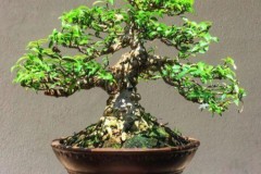 Cây mai chiếu thủy hợp tuổi gì? Mệnh gì? Ý nghĩa và cách trồng