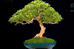 Cây nguyệt quế hợp tuổi nào? Mệnh gì? Ý nghĩa và cách trồng