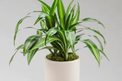 Cây Thiết Mộc Lan hợp tuổi gì? Mệnh gì? Ý nghĩa và cách trồng