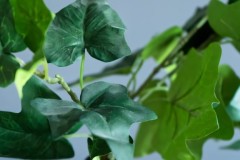 Cây thường xuân hợp tuổi gì? Mệnh gì? Ý nghĩa và cách trồng