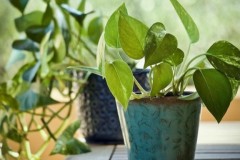 Cây vạn niên thanh hợp tuổi gì? Mệnh gì? Ý nghĩa và cách trồng