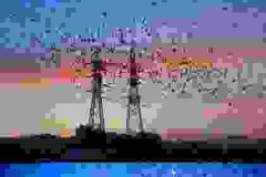 Rừng tre Samho ở Ulsan Namgu, Hàn Quốc: Thiên đường cho chim di cư, nơi thiên nhiên và con người cùng phát triển