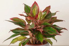 Cây phú quý hợp tuổi gì? Mệnh gì? Ý nghĩa và cách trồng