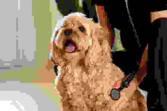 Boehringer Ingelheim and Eko Health Inc. enter digital health collaboration to improve heart murmur detection in dogs