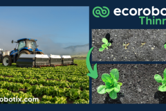 Ecorobotix Unveils Lettuce Thinning Algorithm, Delivering Precision and Labor Savings for Lettuce Growers