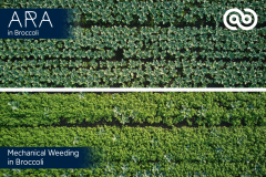 Ecorobotix opens the door to Ultra-High Precision (UHP) treatment in vegetable farming, a world first