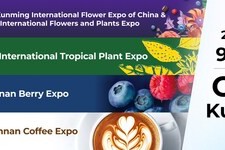 Xuất khẩu hoa của Vân Nam duy trì đà tăng trưởng mạnh mẽ trước thềm IFEX Kunming 2026