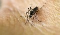 Malaysia xác nhận ca nhiễm Zika đầu tiên