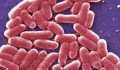 Vi khuẩn kháng được tới hai loại kháng sinh dự phòng đã được tìm thấy tại Mỹ