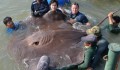 Cá đuối to bằng xe ôtô chết hàng loạt trên sông Thái Lan