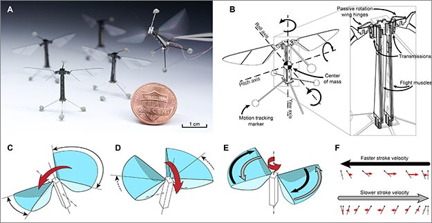 Chế tạo thành công robot bay nhỏ nhất thế giới