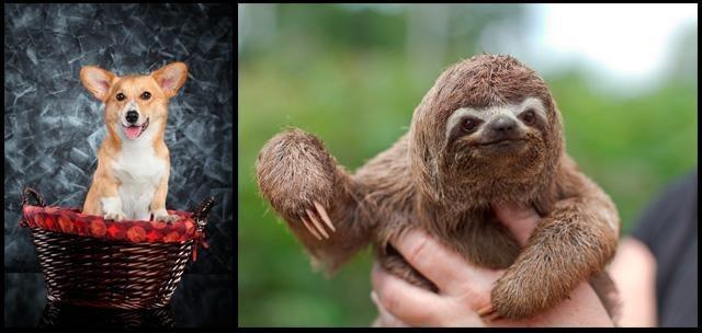 Mẹo 'lai' động vật với Photoshop