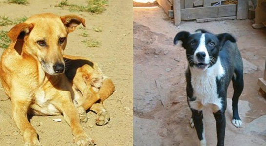 Chó sói được thuần hóa nhờ ăn thức ăn thừa của người