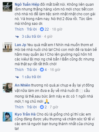Thổn thức trước "đôi mắt biết nói" của chú chó nhỏ
