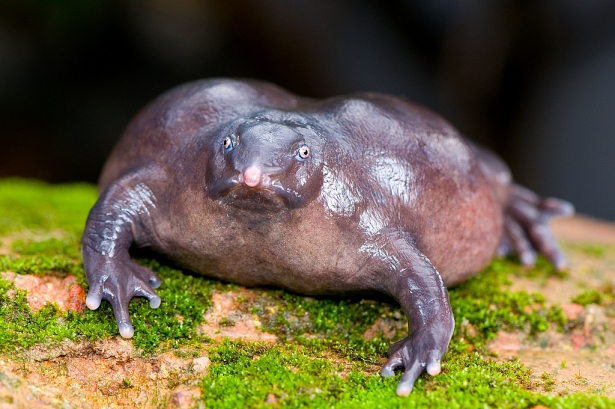 Loài ếch mặt lợn kỳ lạ mới được tìm thấy tại Ấn Độ » Cập nhật tin tức Công Nghệ mới nhất | Trangcongnghe.vn