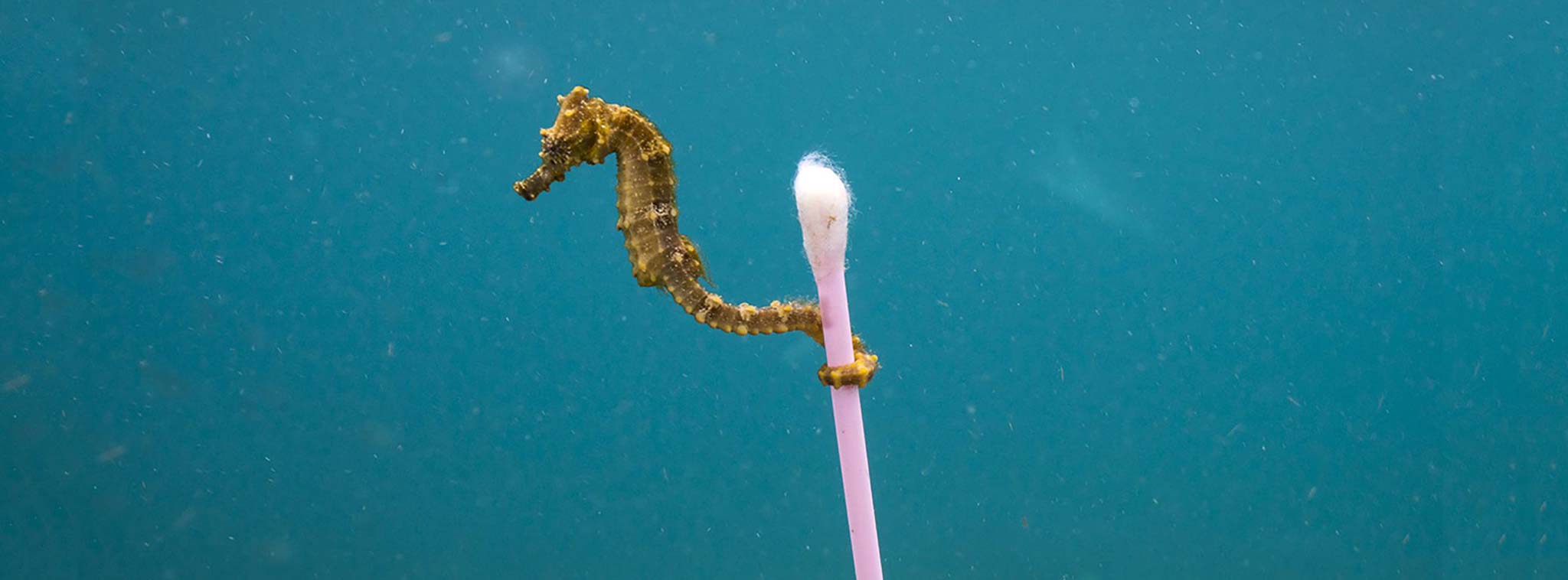 Ảnh giành chiến thắng cuộc thi nhiếp ảnh hoang dã Wildlife Photographer of the Year 2017