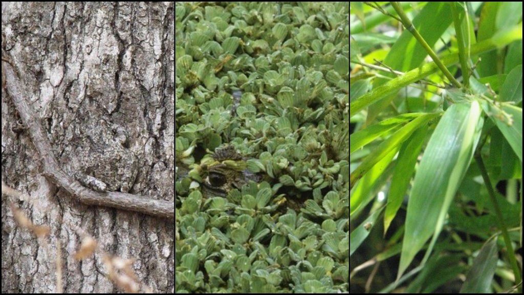 [Giải trí] 98% bạn sẽ không tìm ra tất cả con vật "ẩn náu" trong bộ sưu tập dưới đây