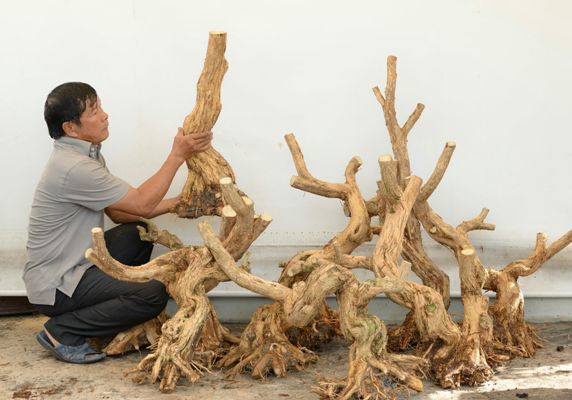 Lão nông Sài Gòn phù phép gốc "củi" thành cây cảnh nửa tỷ