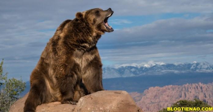 Giá Bitcoin giảm mạnh xuống vùng 6.700 USD, những con gấu đang ‘gào thét’.